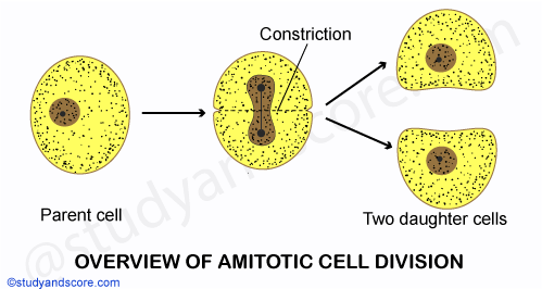 cell division, amitosis, amitotic phase, cell cycle, multicellular organism